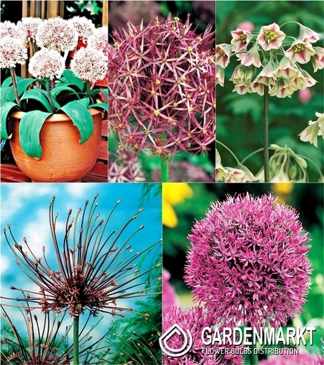 Zestaw Allium - Czosnek Ozdobny 5