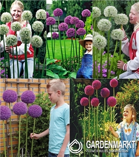 Zestaw Allium - Czosnek Ozdobny 6