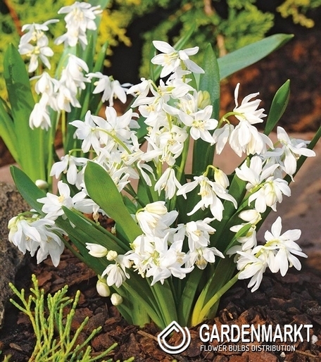 Scilla - Cebulica Sibirica White 5 szt.