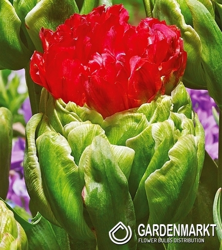 Tulipan Lodowy Bull's Eye 5 szt.