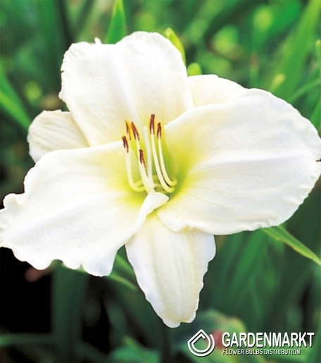 Hemerocallis - Liliowiec White Temptation 1 szt.