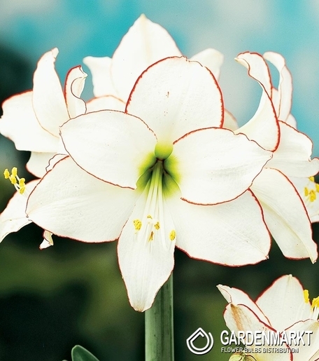 Hippeastrum - Amarylis Picotee 1 szt.