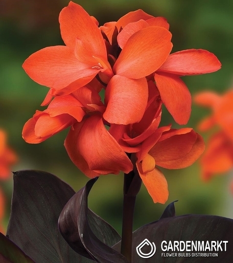 Canna-Kanna Happy Wilma 1 szt.