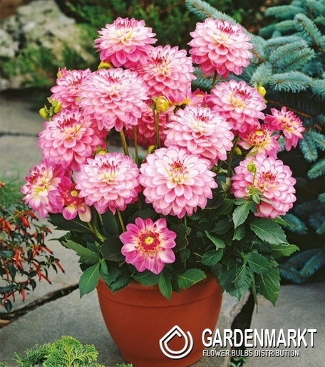 Dalia Dekoracyjna Melody Dixie 1 szt.