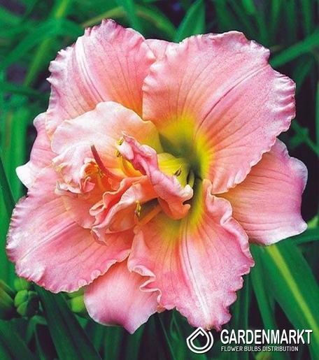 Hemerocallis - Liliowiec Double Dream 1 szt.