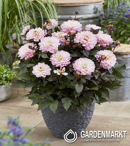 Dalia Dekoracyjna Melody Harmony 1 szt.