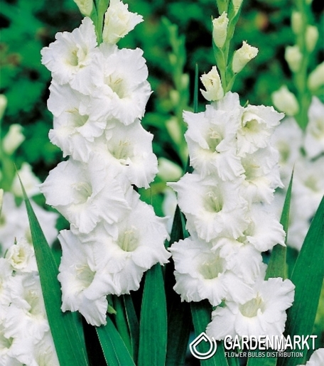 Gladiolus - Mieczyk Biały XXL 5 szt.