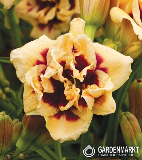 Hemerocallis - Liliowiec Roswitha 1 szt.