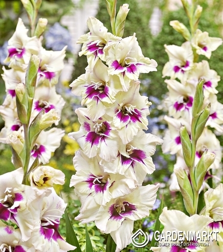 Gladiolus - Mieczyk Wielkokwiatowy Amber Mystique 5 szt.