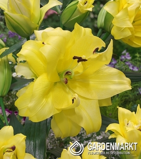 Lilia Ot - Drzewiasta Exotic Sun 1 szt.