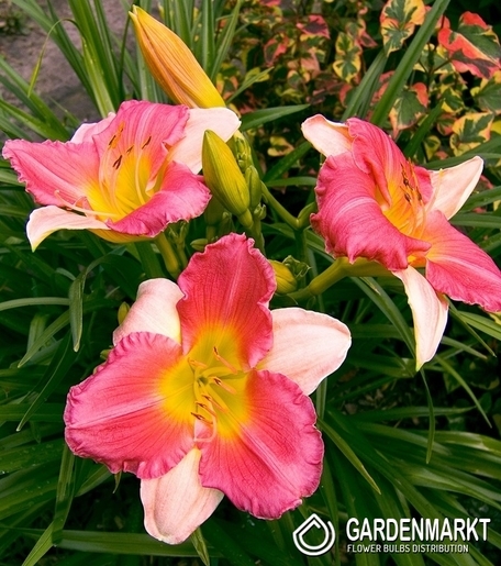 Hemerocallis - Liliowiec Final Touch 1 szt.
