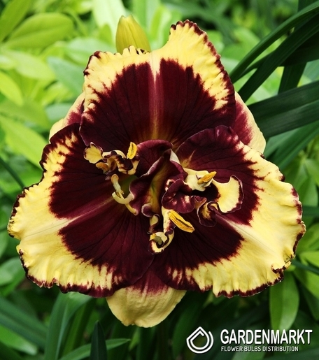 Hemerocallis - Liliowiec Tiger Blood 1 szt.