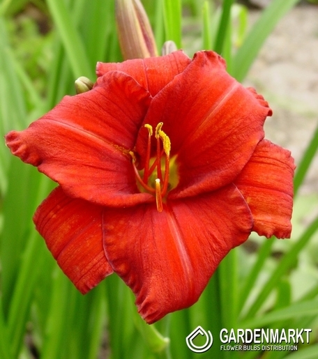 Hemerocallis - Liliowiec Chicago Apache 1 szt.