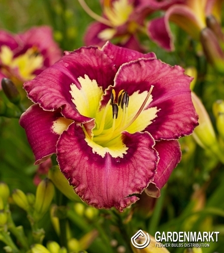 Hemerocallis - Liliowiec Catcher In The Eye 1 szt.