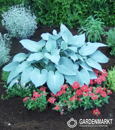 Hosta -Funkia Canadian Blue 1 szt.