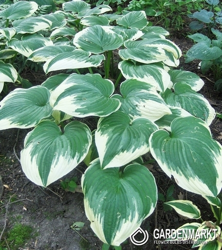 Hosta -Funkia Robert Frost 1 szt.
