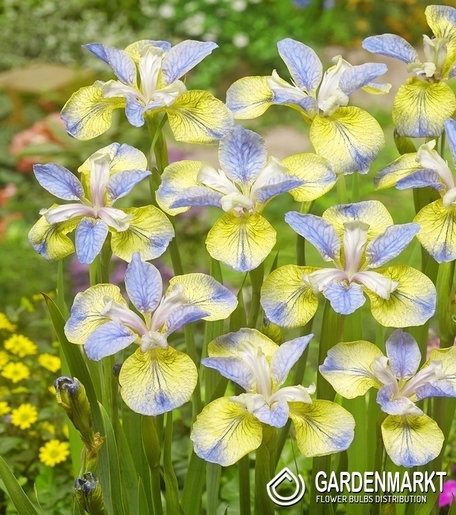 Irys Syberyjski Tipped In Blue 1 szt.