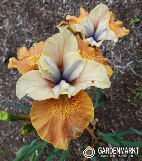 Irys Syberyjski Orange Grooves 1 szt.