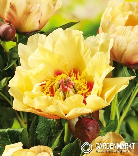 Piwonia Itoh Prairie Charm 1 szt.