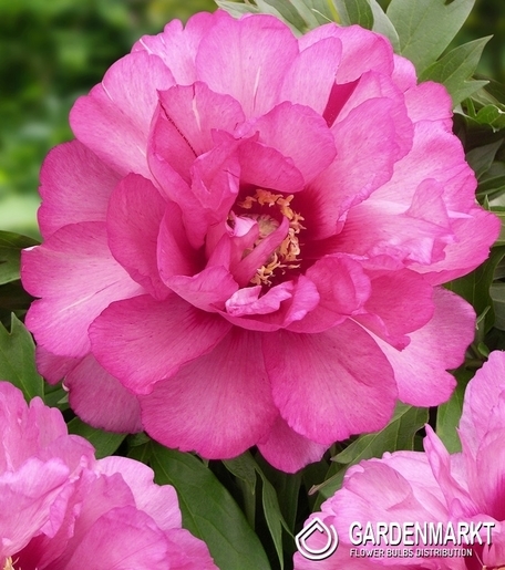 Piwonia Itoh Julia Rose 1 szt.