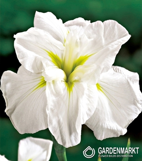 Irys Esnata-Japoński White Lady 1 szt.