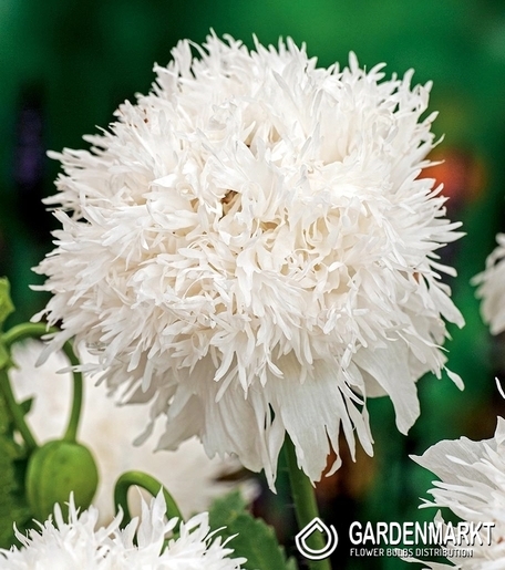 Papaver Orientalis-Mak Wschodni Miss Piggy 1 szt.