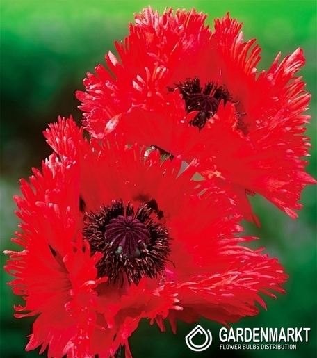 Papaver Orientalis-Mak Wschodni Turkenlouis 1 szt.