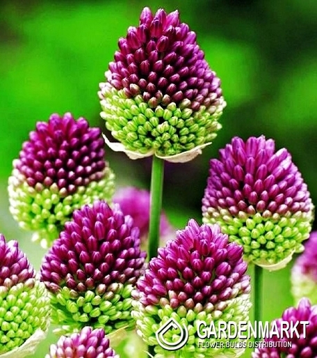 Allium Sphaerocephalon-Czosnek Główkowaty 50 szt.
