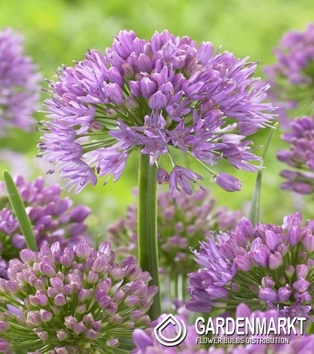 Allium-Czosnek Millenium 1 szt.