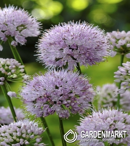 Allium-Czosnek Summer Beauty 1 szt.