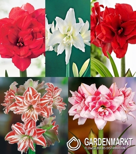 Zestaw Hippeastrum-Amarylis Pełny 3 22/24