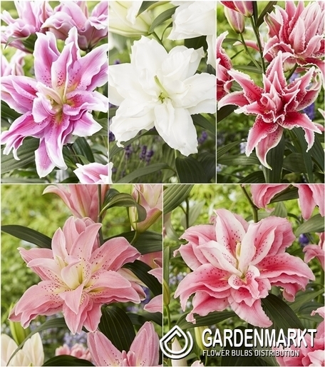 Zestaw Lilia Pełna Roselily 1 18/20