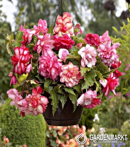 Begonia Zwisająca Pełna Pachnąca Pink Balcony 1 szt.