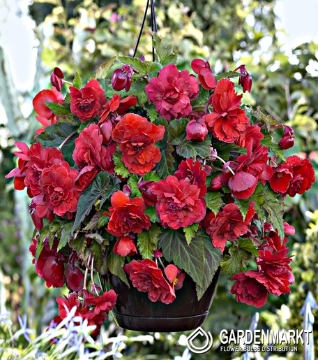 Begonia Zwisająca Pełna Pachnąca Odorata Red Glory 1 szt.