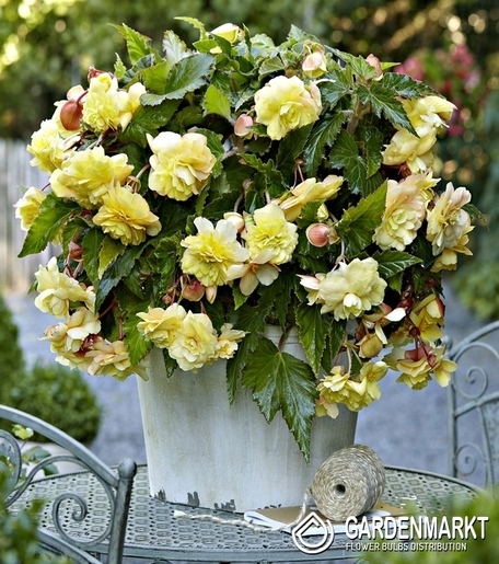 Begonia Zwisająca Pełna Pachnąca Odorata Sunny Dream 1 szt.
