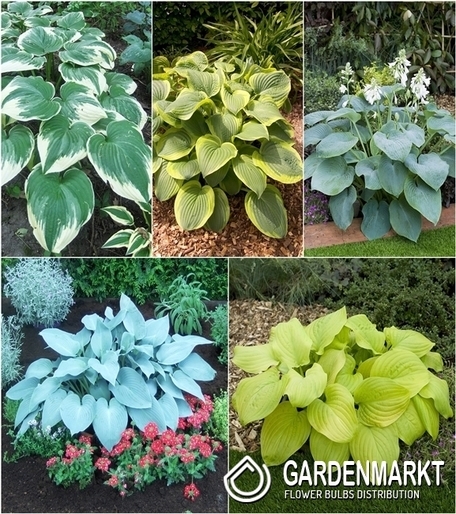 Zestaw Hosta-Funkia 6 I wybór