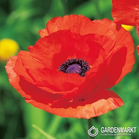 Papaver Orientalis - Mak Wschodni