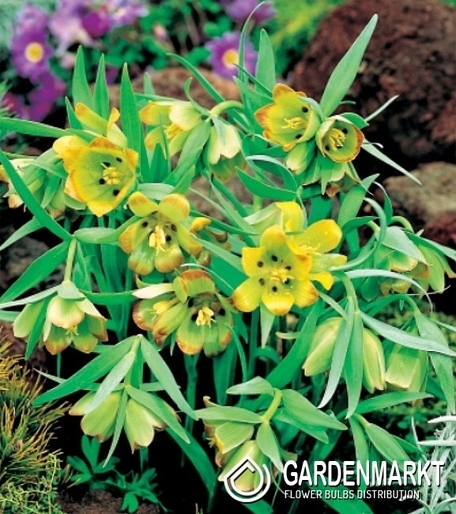 Fritillaria Acmopetala - Szachownica Acmopetala 5 szt.