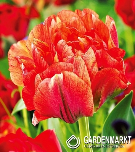 Tulipan Lodowy Gudoshnik Double 5 szt.