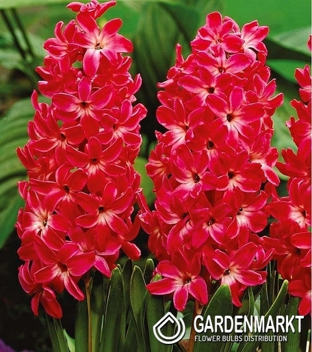 Hiacynt Red Glory 3 szt.