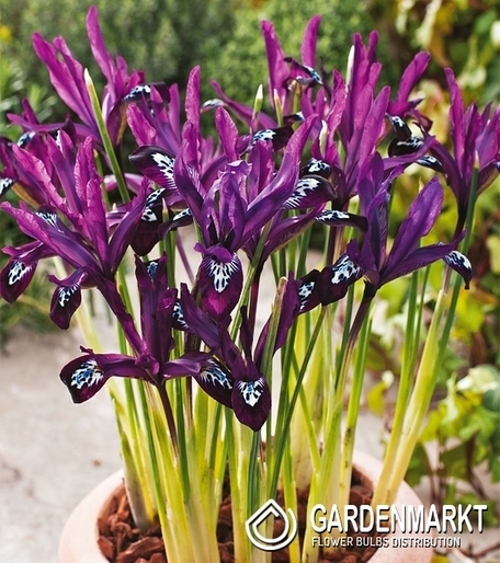Iris Reticulata - Żyłkowany Pauline 10 szt.
