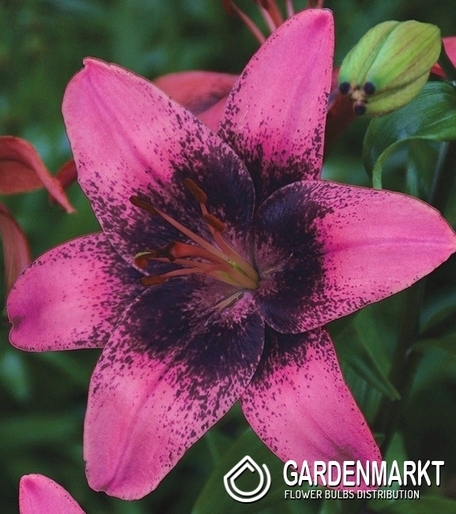 Lilia Azjatycka Purple Dream 1 szt.
