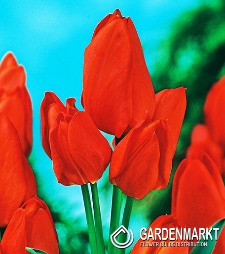 Tulipan Wielokwiatowy Orange Toronto 5 szt.