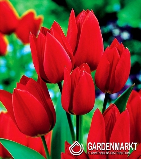 Tulipan Wielokwiatowy Fiery Club 5 szt.