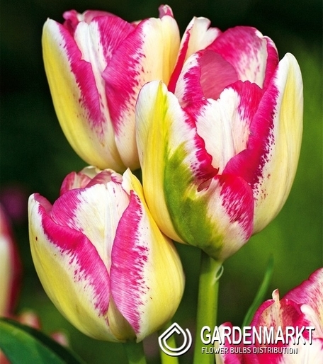 Tulipan Wielokwiatowy Del Piero 5 szt.