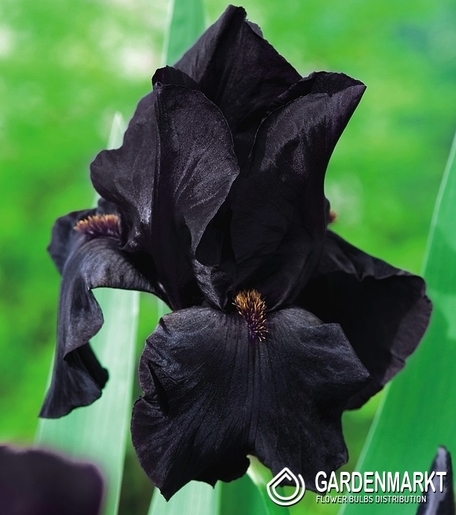Irys Germanica - Bródkowy Black Night 1 szt.