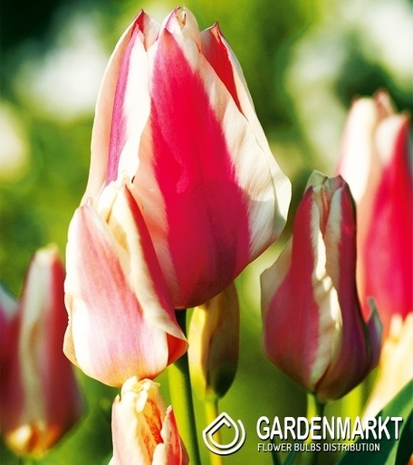 Tulipan Wielokwiatowy Quebec 5 szt.