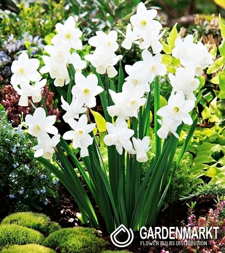 Narcyz Niski Silver Bouquet 5 szt.