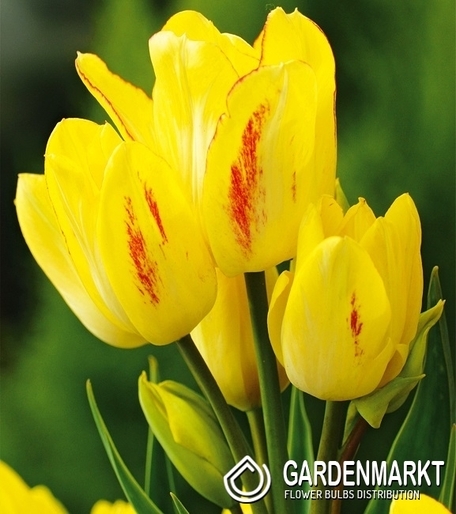 Tulipan Wielokwiatowy Sunshine Club 5 szt.
