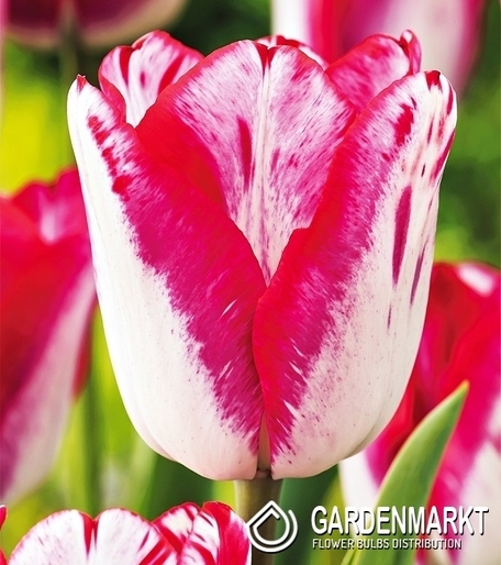 Tulipan Dwukolorowy Just Kissed 5 szt.
